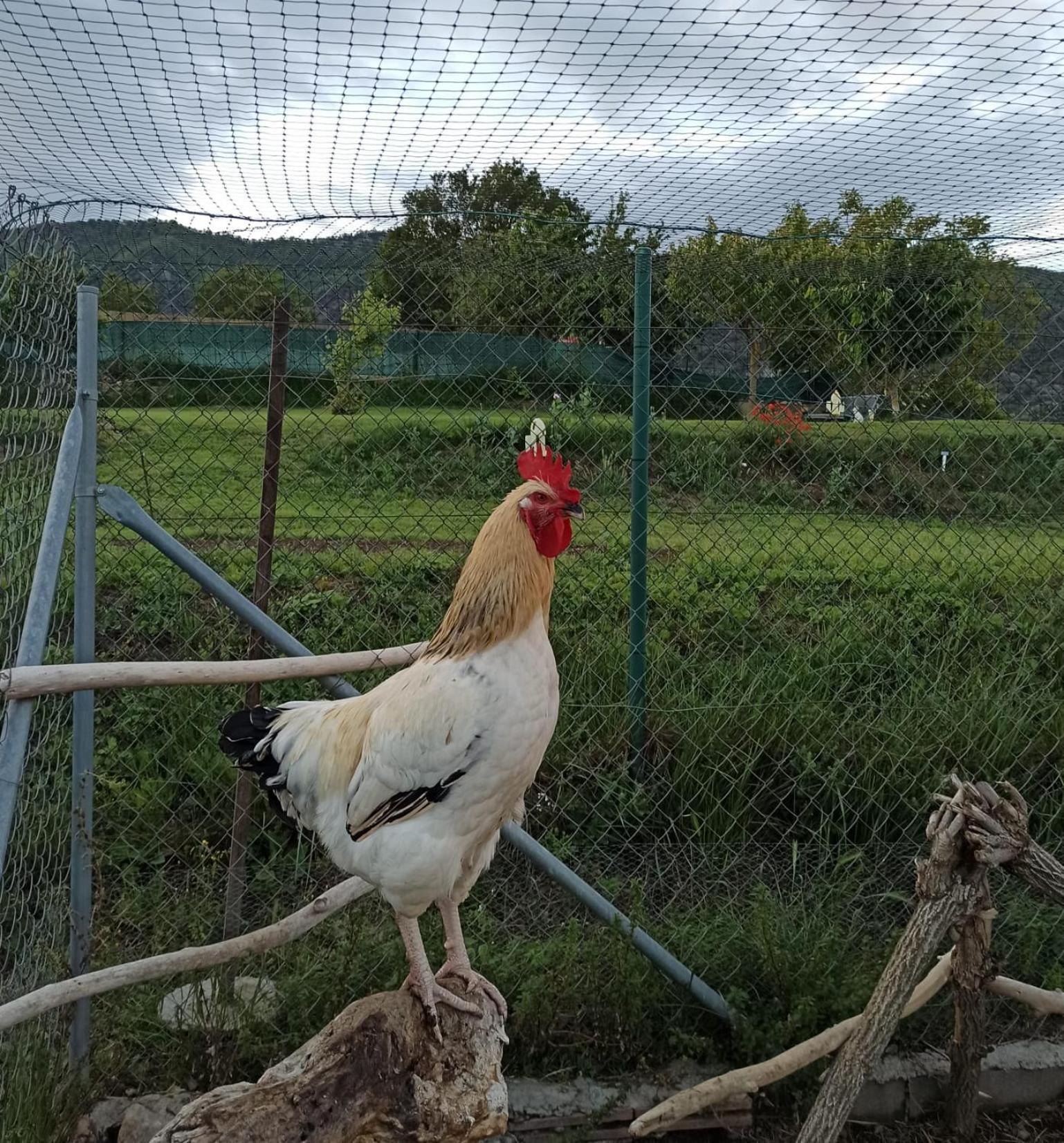 Alojamiento Compartido Cantroncxic San Pedro de Torelló Buitenkant foto